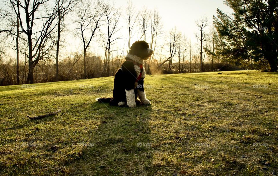 Out for a walk on a cool Spring morning, you can see my dog’s breath in the sunrise.