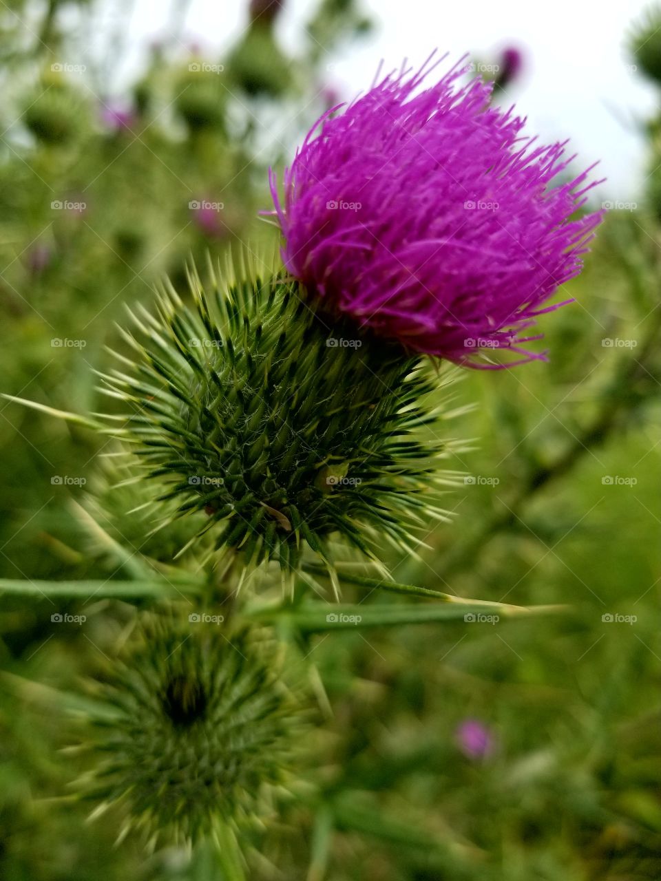 Pretty Prickly Purple