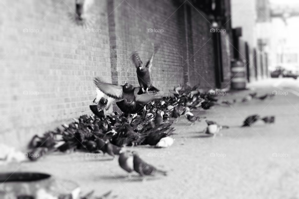 Pigeon Swarm
