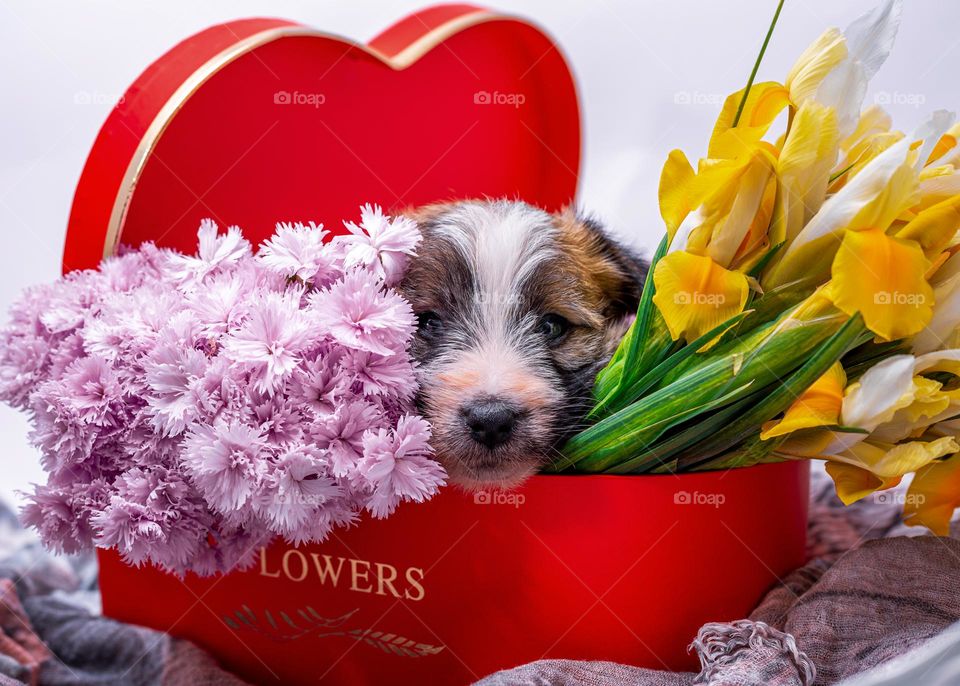 puppy at the hartsheepe box