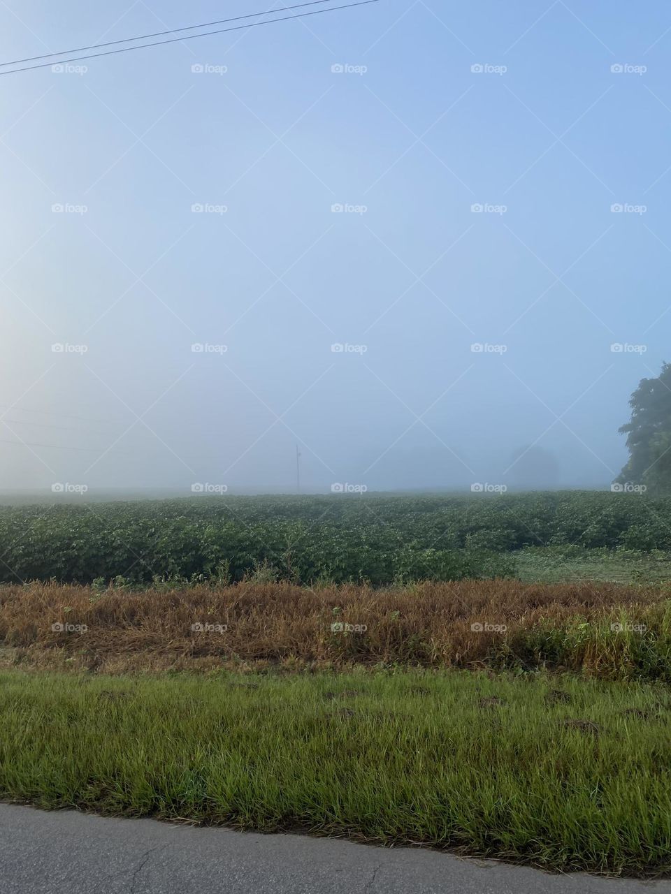 The fog over the cotton field 