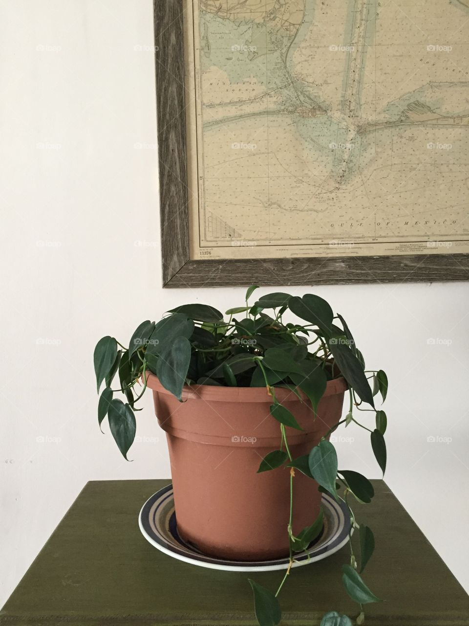 House plant in a pot