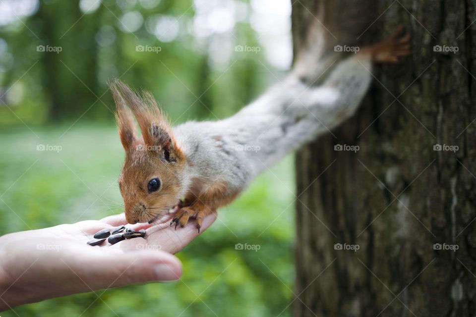 squirrel eats nuts from woman hand
