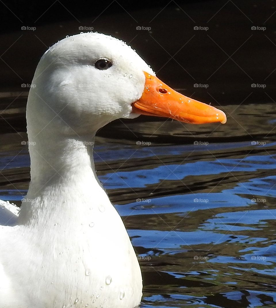 White duck