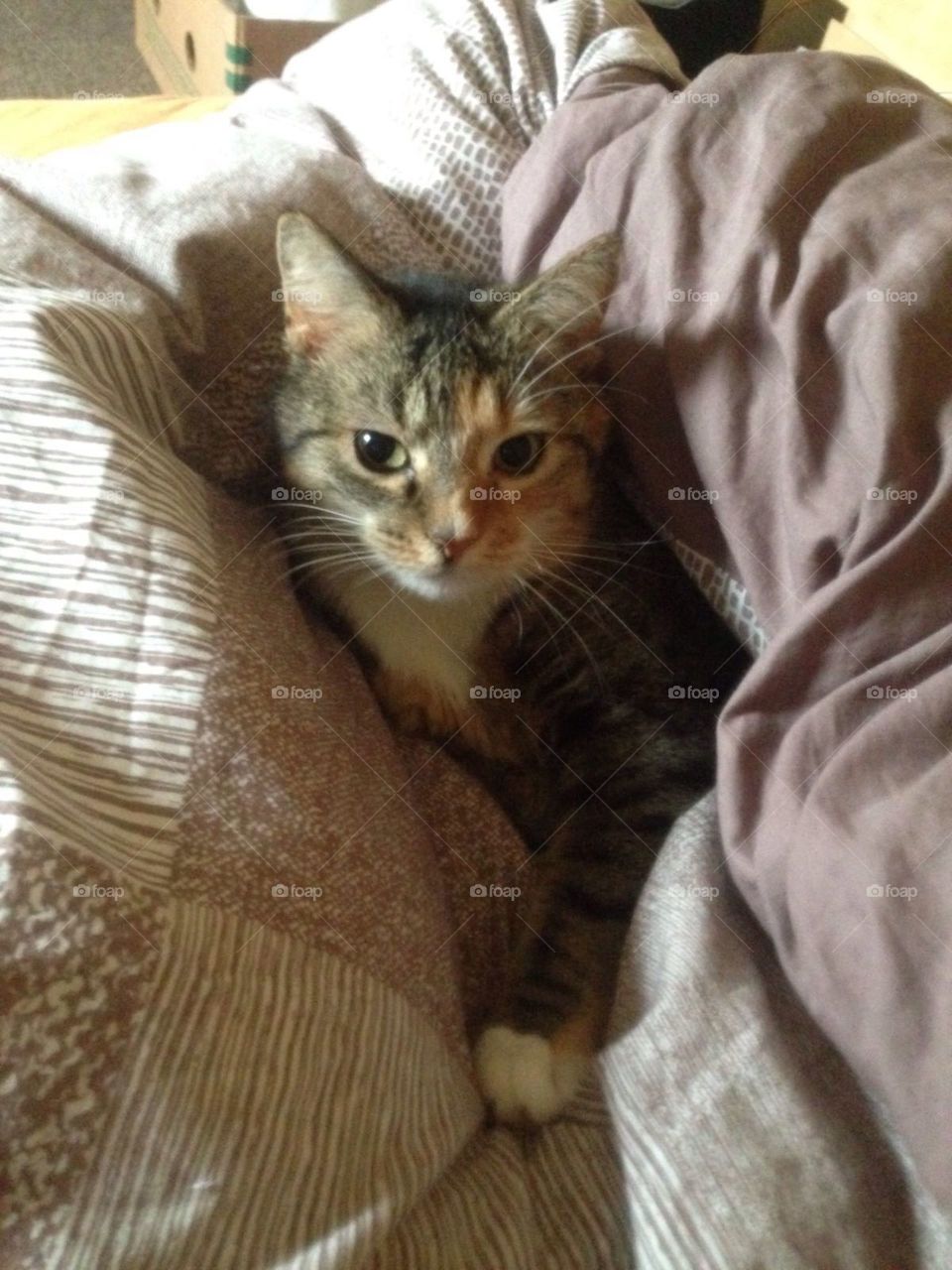 Katze cat Haustier pet