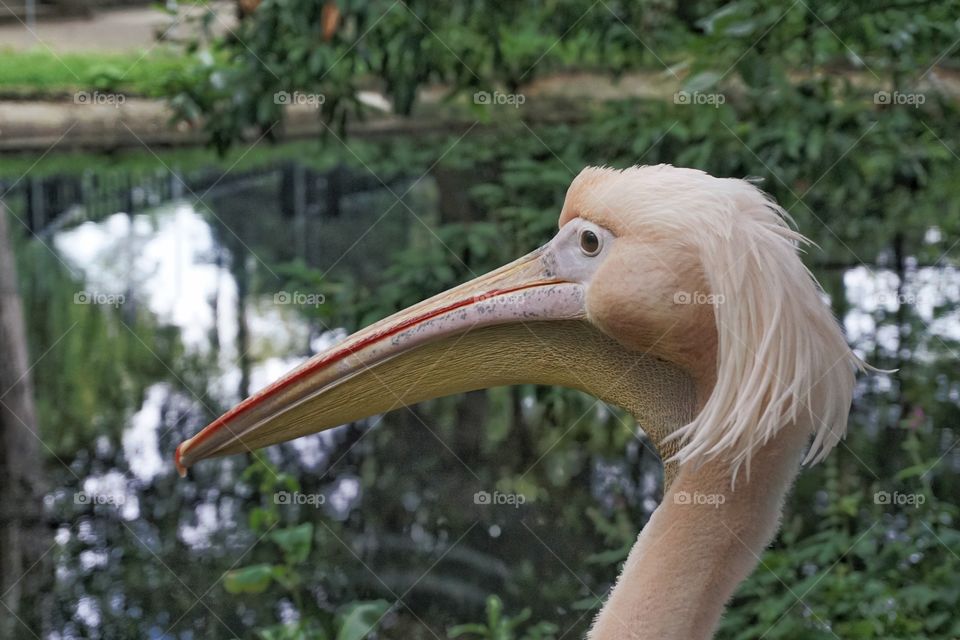 Is this the craziest hairstyle for a male bird ?