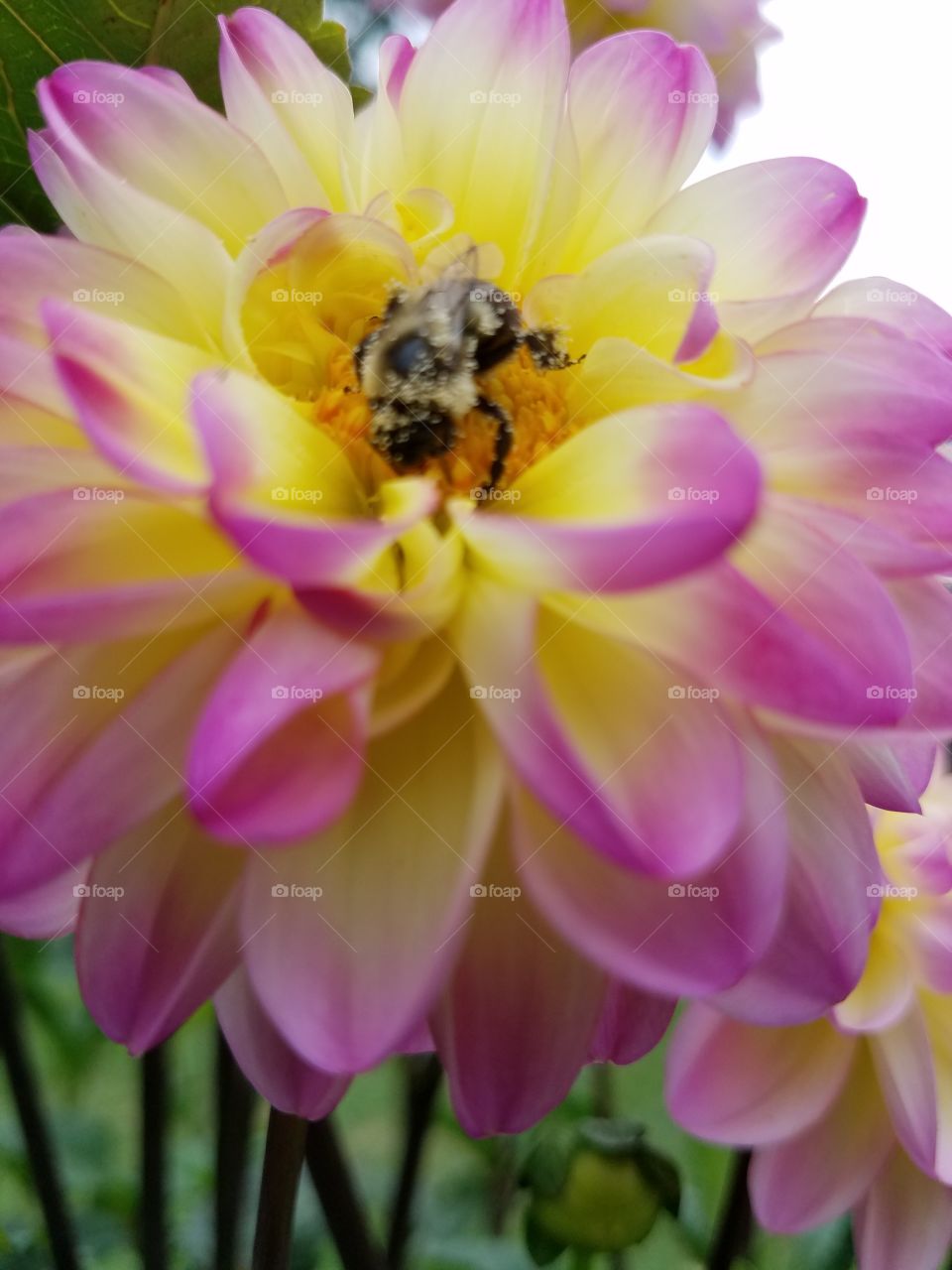 Bumblebee  pollinating...