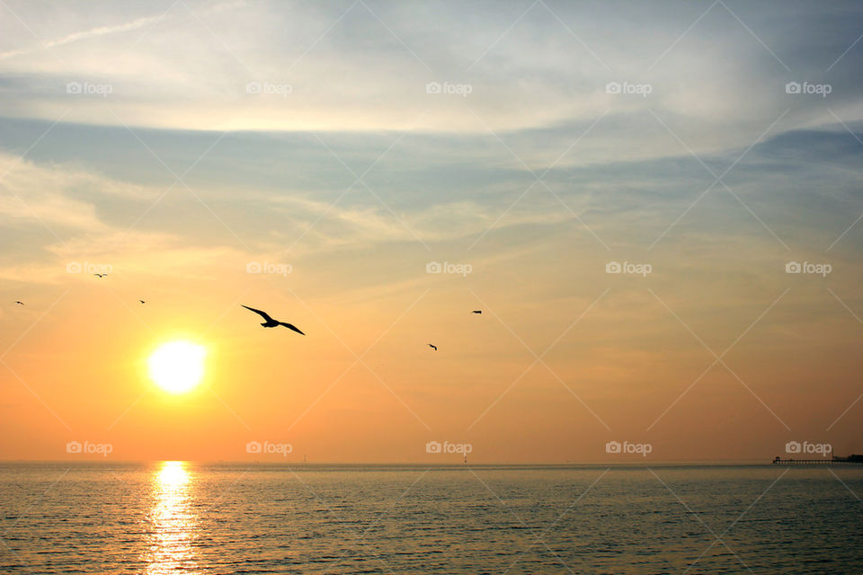 sunset and seagull