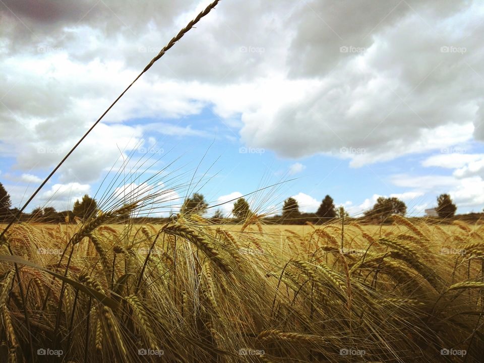 Summer day, field of mature, golden wheat