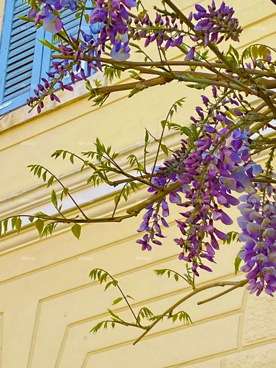 Lavender flowers blooming against a pale yellow building.
