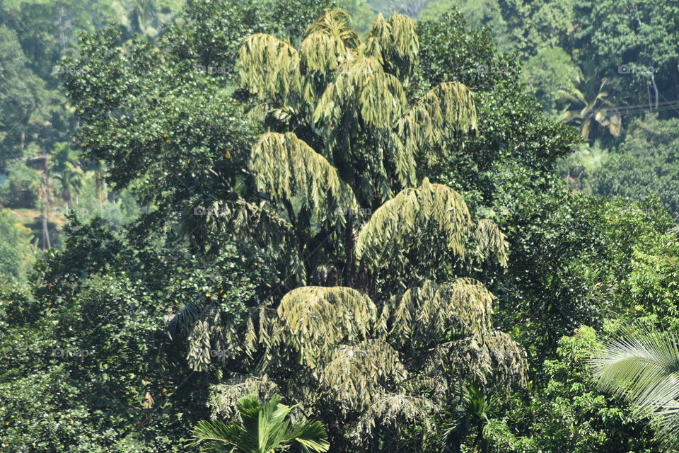 Beautiful big tree serving through the drought.