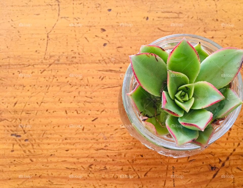 Closeup green and red succulent plant in glass planter on wood surface, room for text, home decor trending gardening 