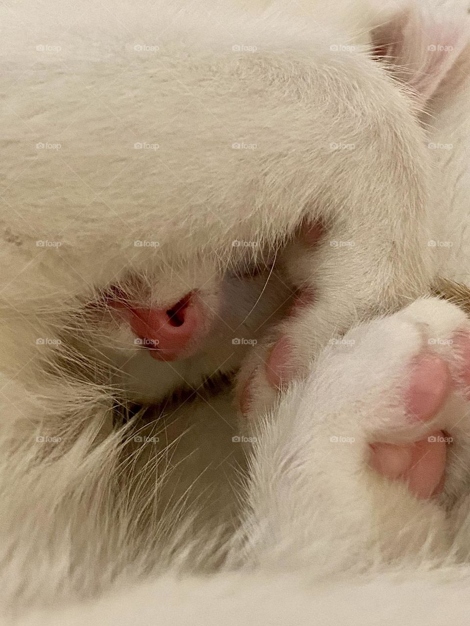 A close-up of a kitten sleeping with its foot over its face
