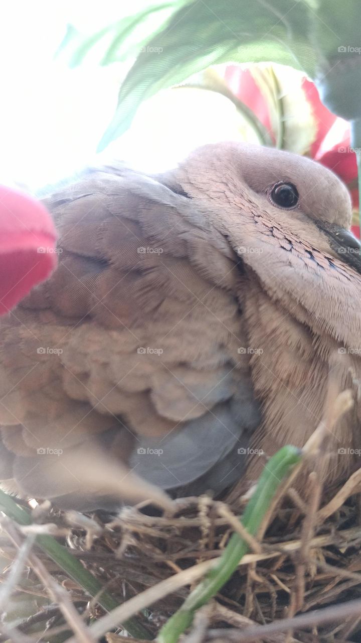 It's very nice for the puppies to hatch. you are detail dove