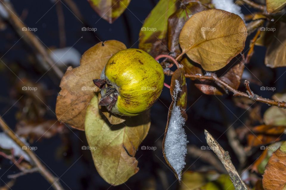 Quince and snow.