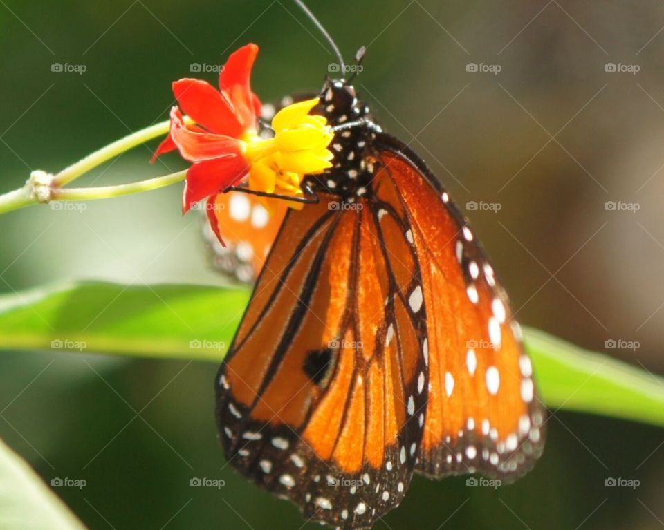 Queen butterfly on flower