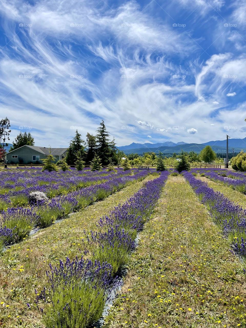 Lavender filled in the mountains 