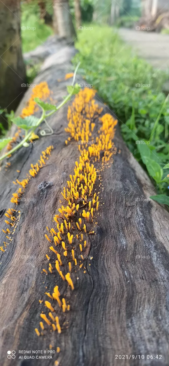 Nature Beauty#4