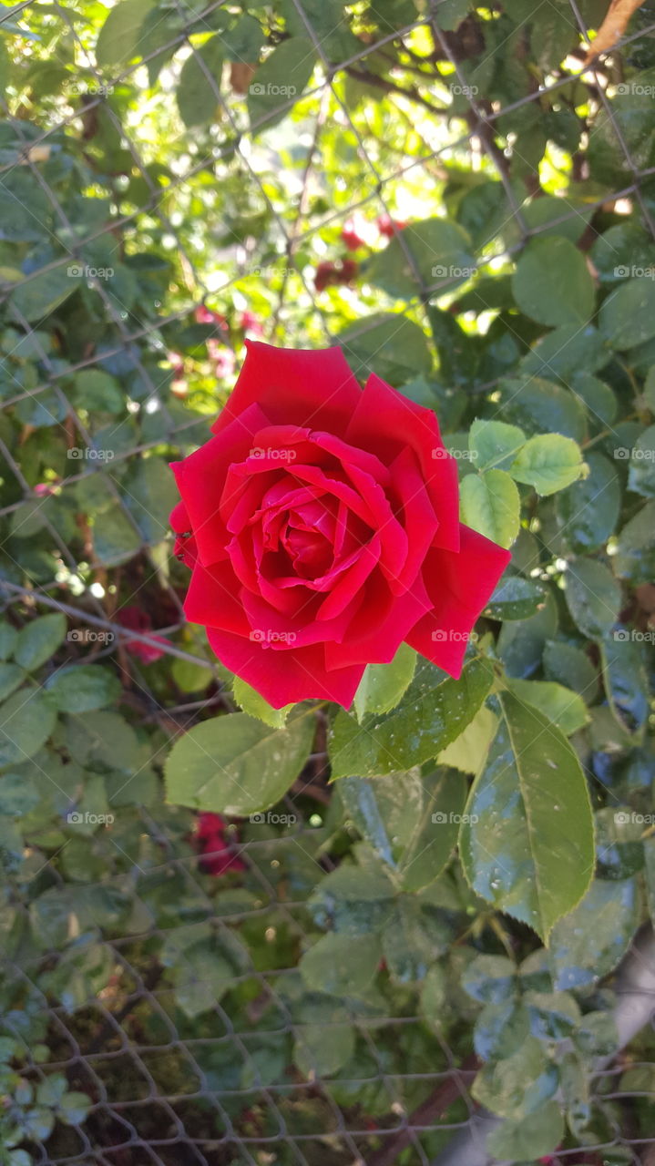 Una rosa en primavera