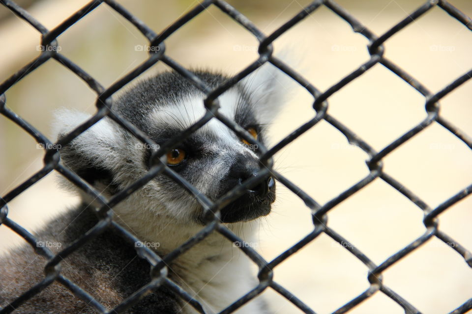 ring-tailed lemur. A ring tailed lemur in the wild animal zoo shanghai china.