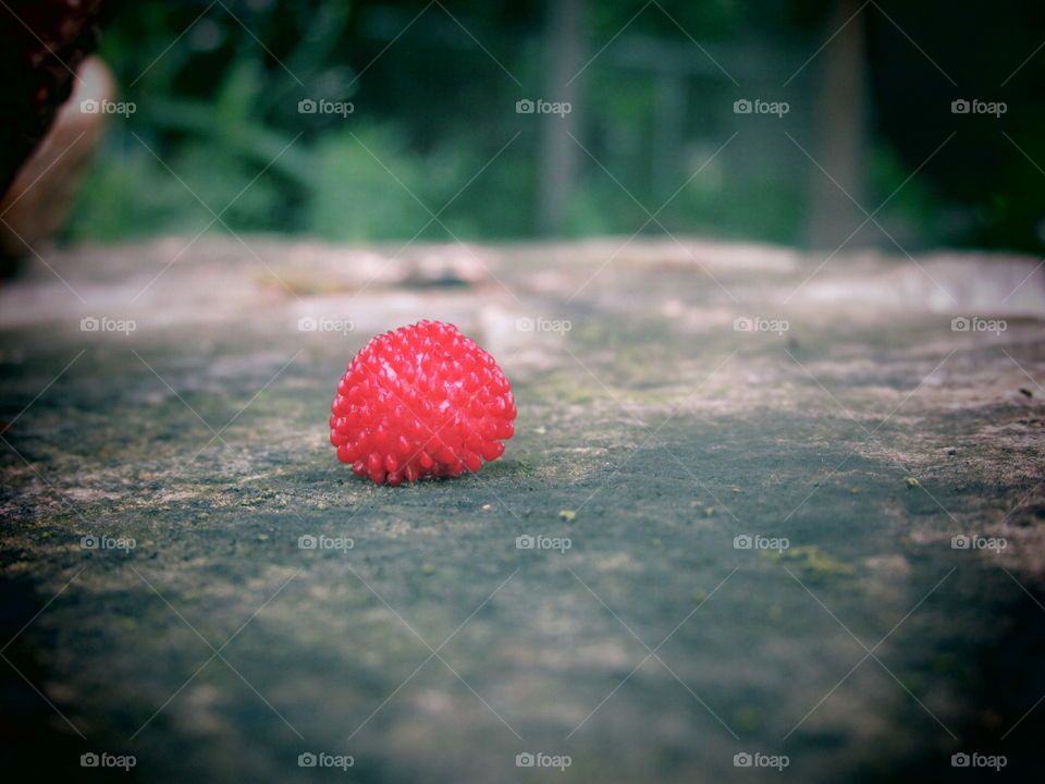 No Person, Blur, Wood, Nature, Summer