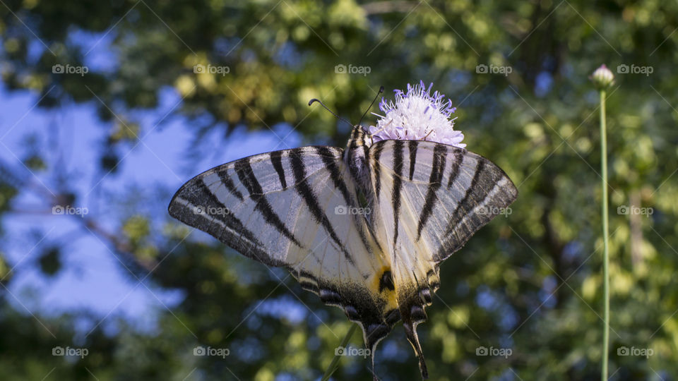 Butterfly