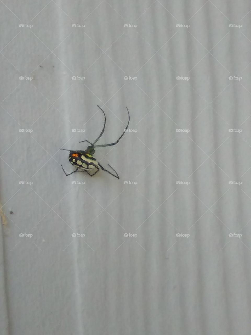 Fruit Spider Underside