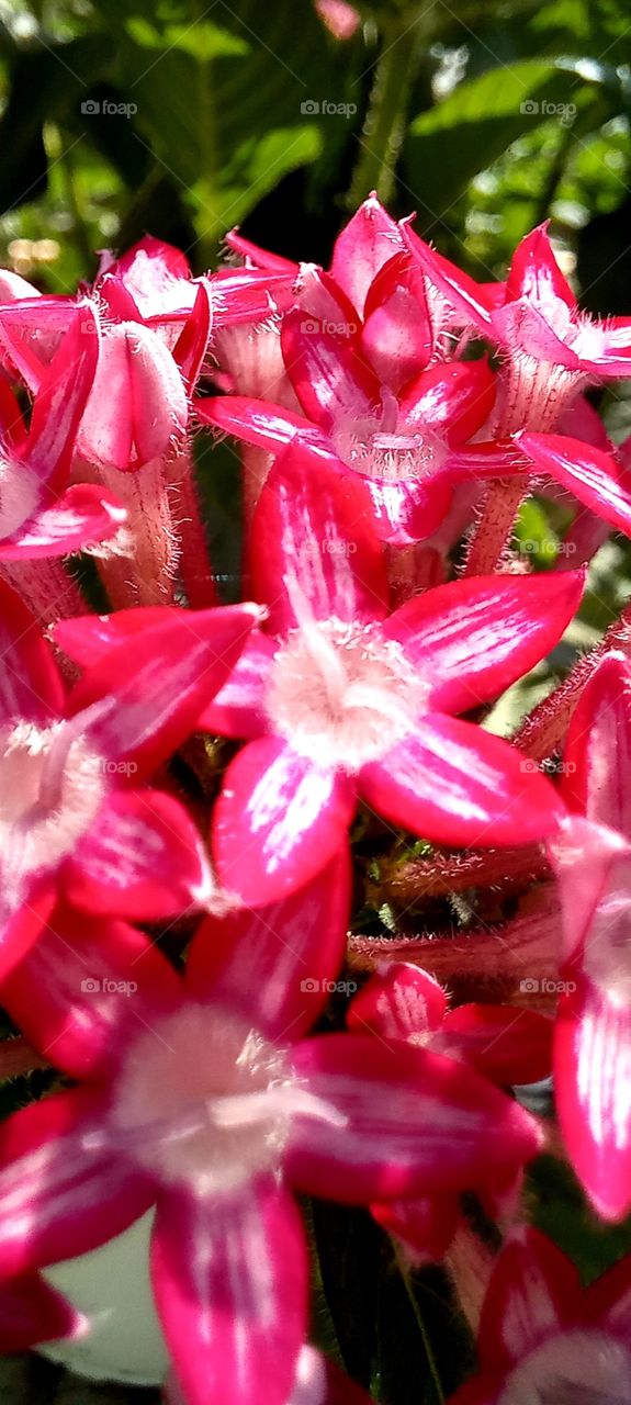 Red flowers