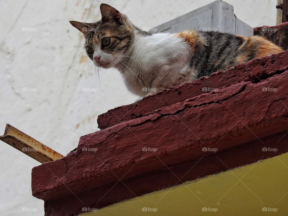 Cat on the roof