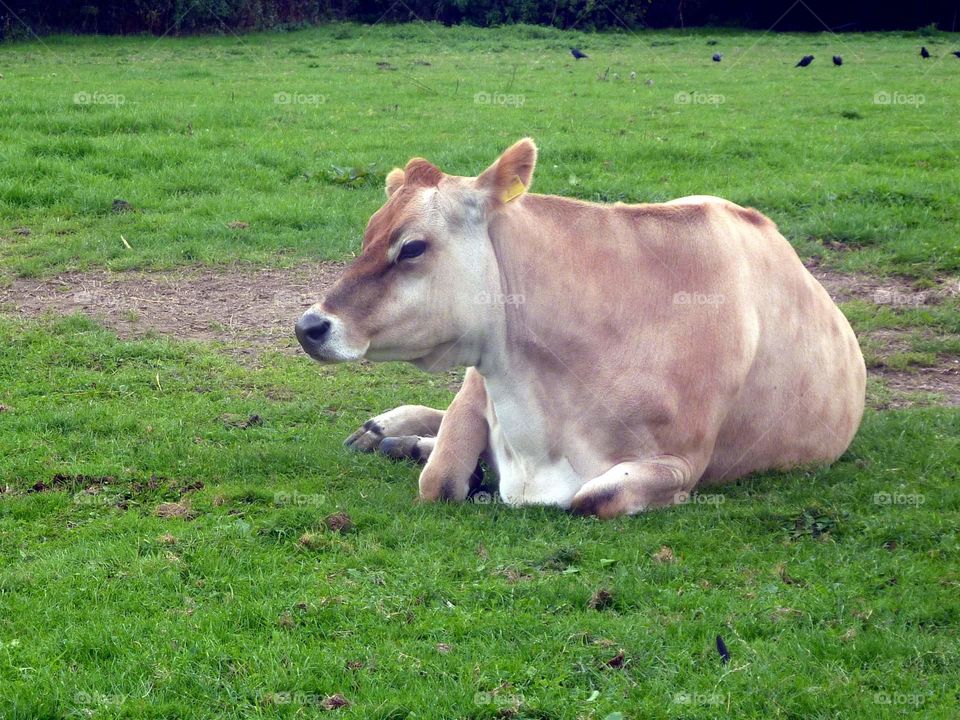 cow laying down