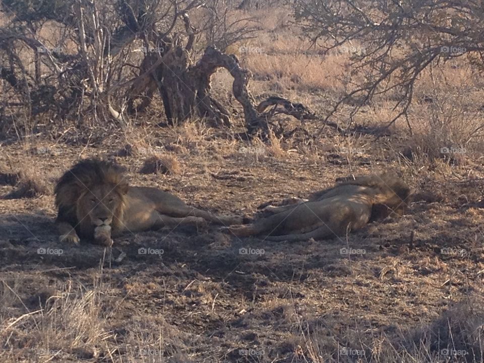 Sleepy lions in South Africa 