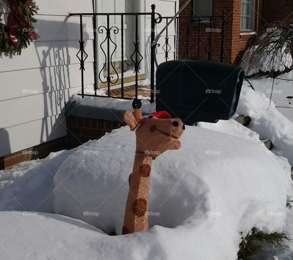 Giraffe in the snow