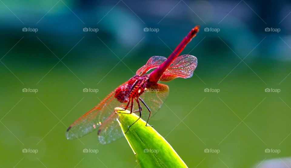 Awesome red dragon fly on leaf in botanical garden in malaysia