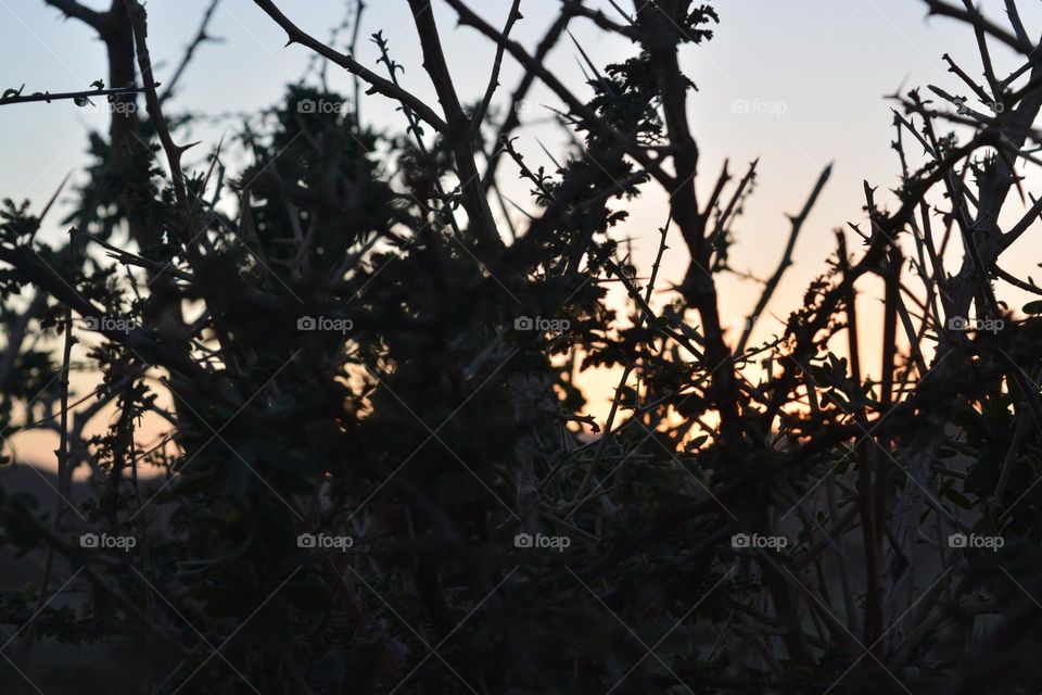 Sunset through the trees