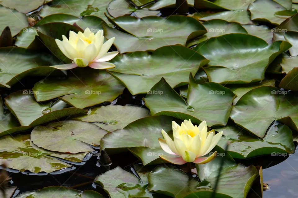 Blooming  lotus