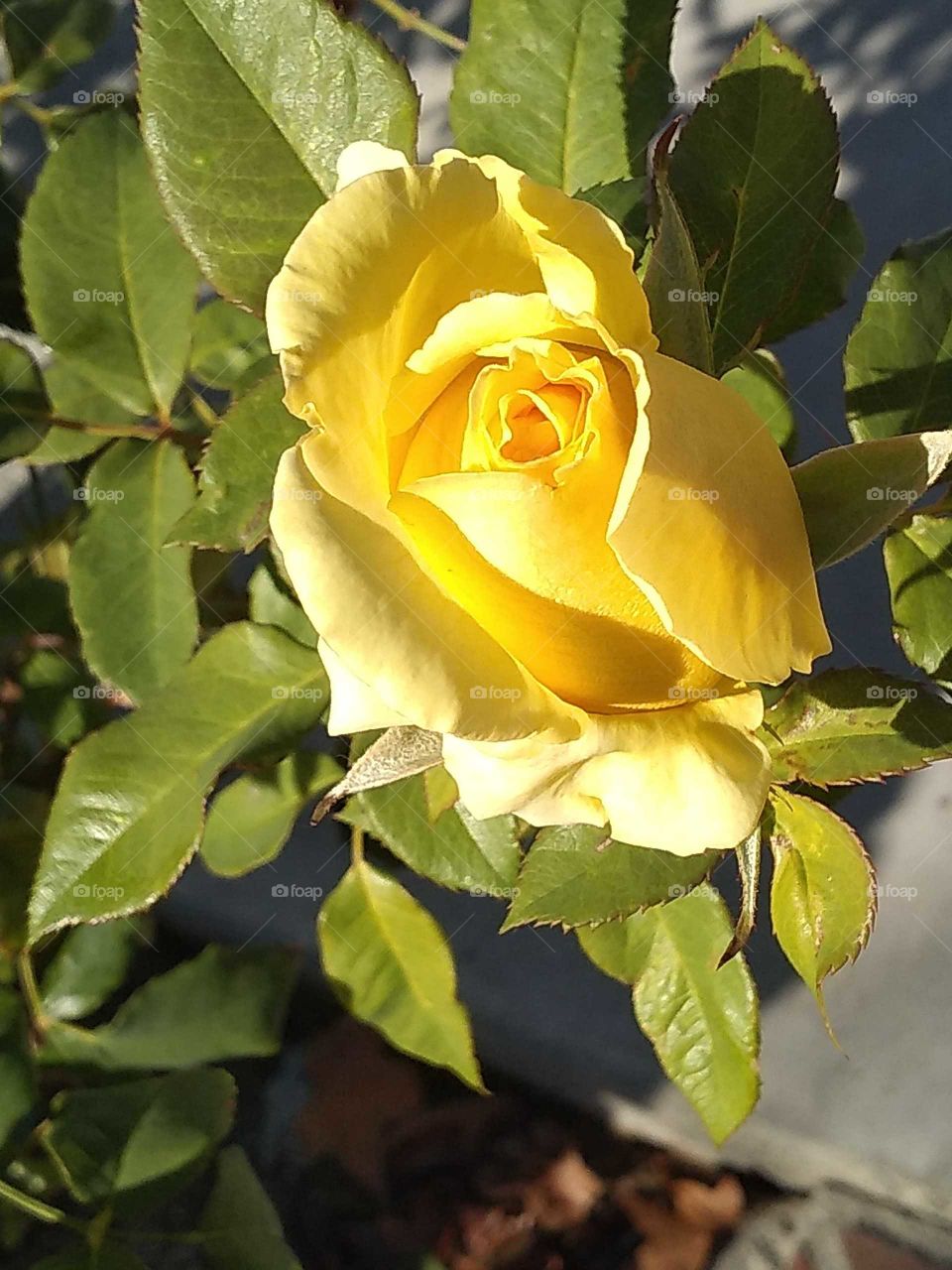 a friendship rose for you