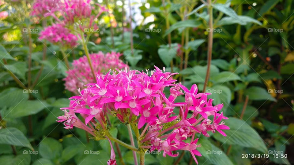 Red spike flower with violet colour and green background.