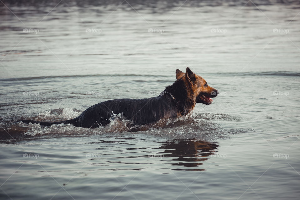 German shepherd dog swims in river