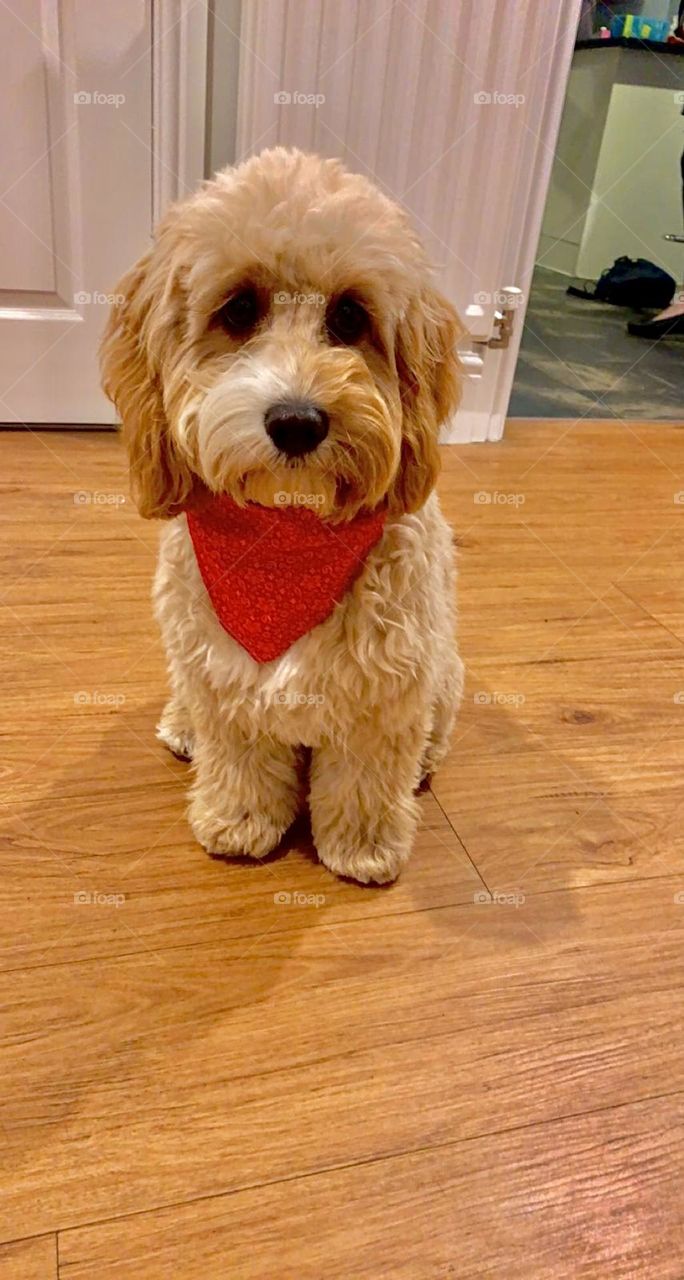 New bandana on cute cockapoo puppy