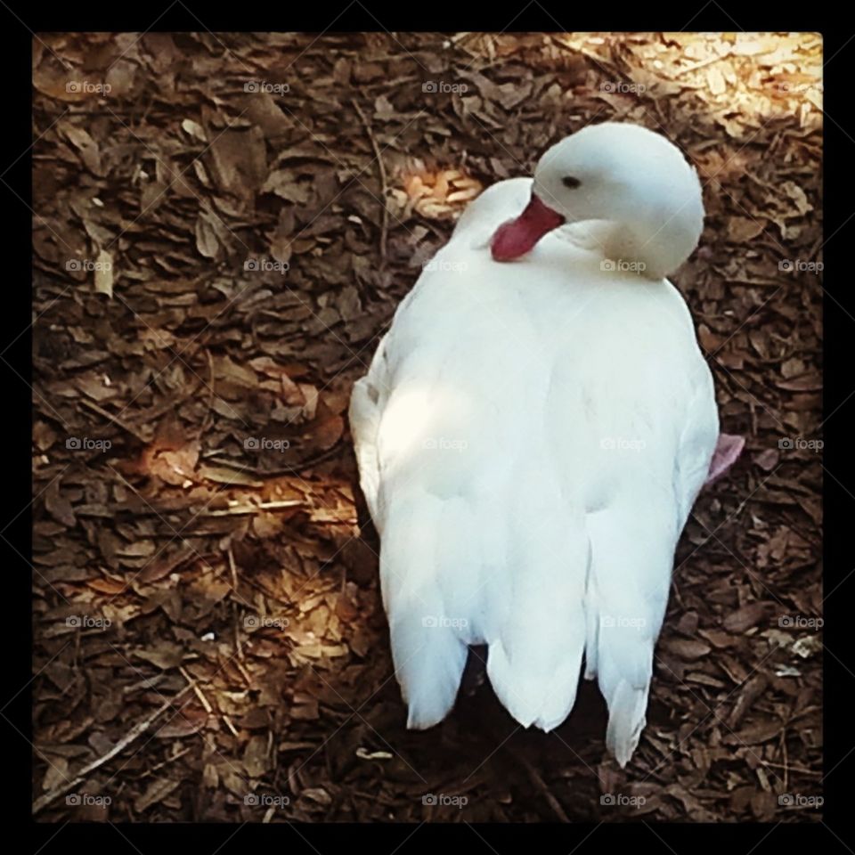white duck