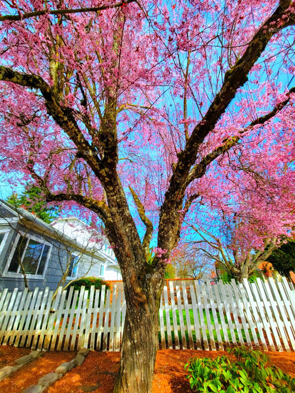 Spring in Oregon