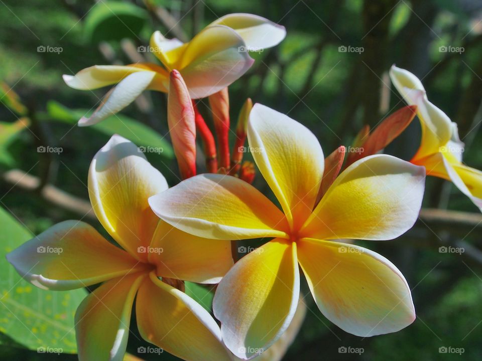 Blossom of frangipani flowers