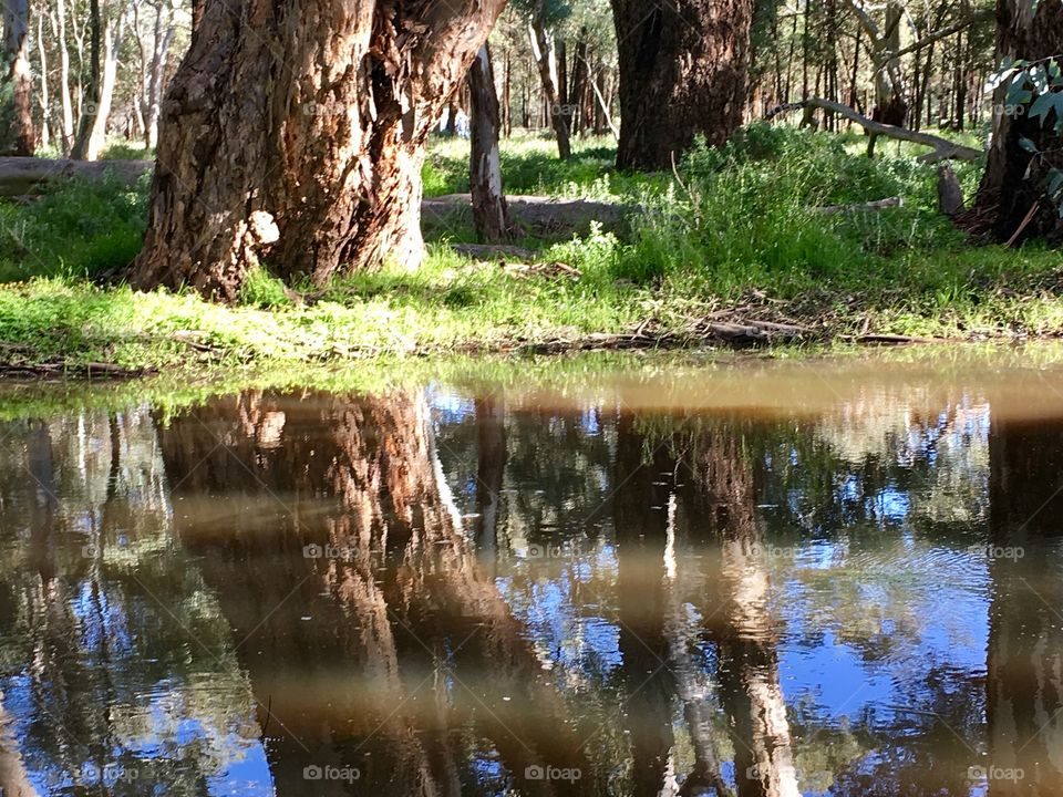 Gumtree reflection in a stream 