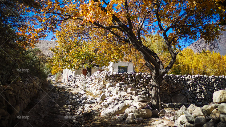 the season autumn color change in hussaini village
gilgit baltistan