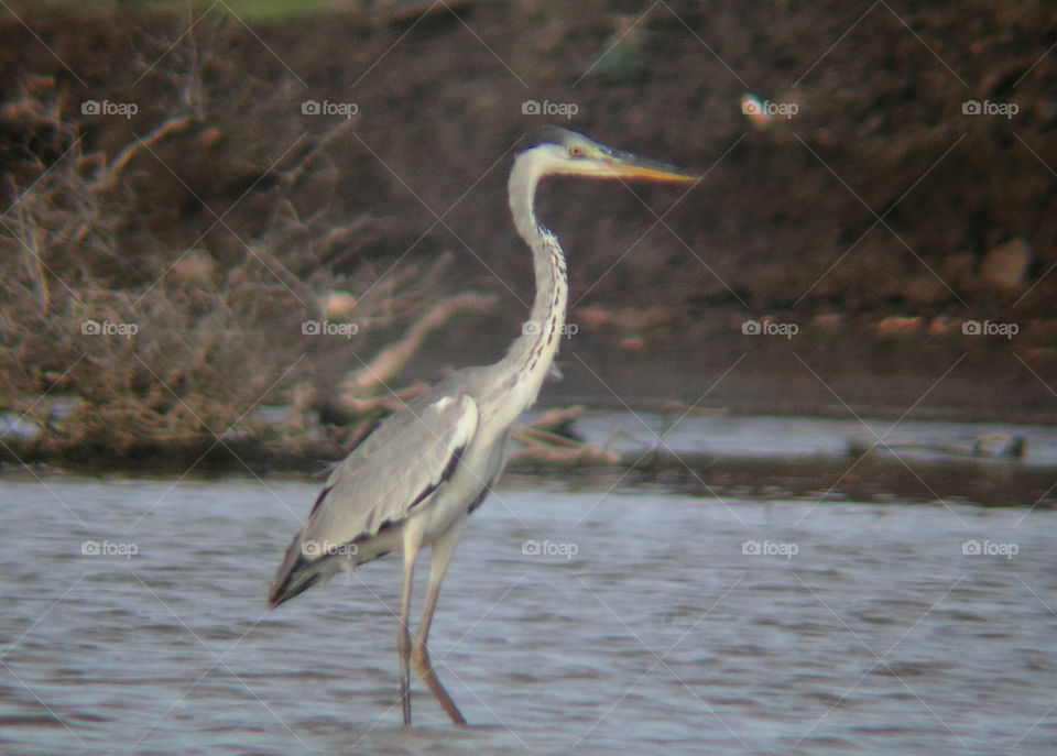 Grey heron. Solitary distancing egret with others snow colouring for the wetland. Walking on to part time of afternoon. The fishes reach out for easy captured in the feeding time.