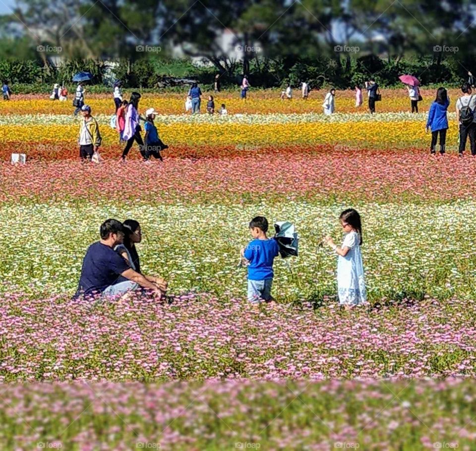 Day and night: Fastival of flowers. that day was a beautiful sunny day, many people and families go to flower fields and flowers viewing, all were full of happiness.