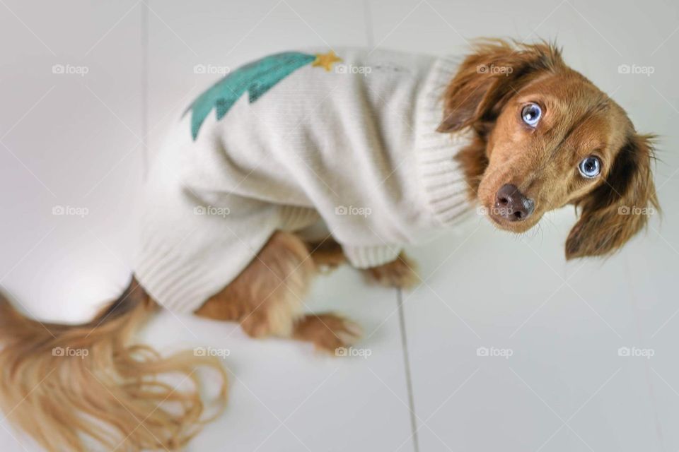 Puppy in Christmas sweater