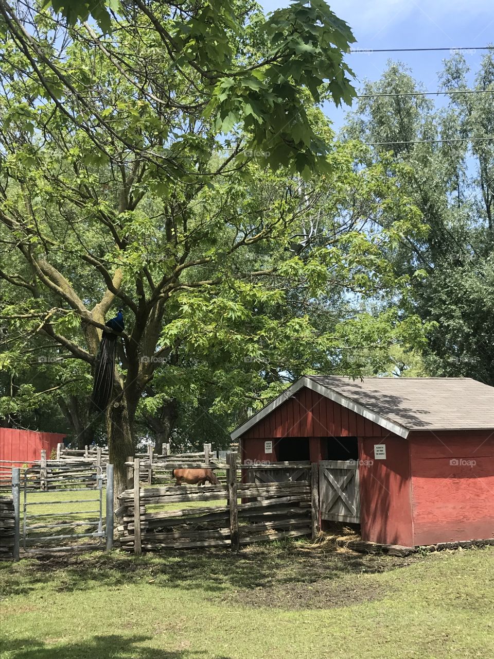 Red farm shed and horse