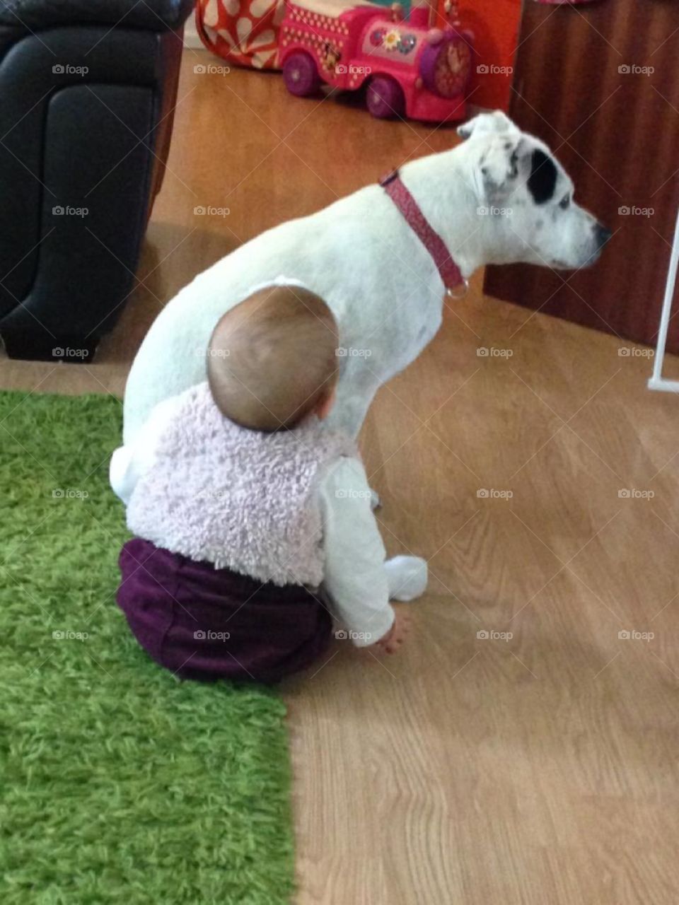 Baby girl is wondering why tia the dog ante talking to her 