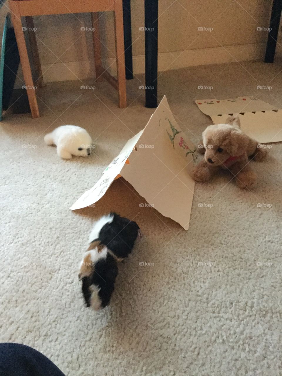 Fun loving guinea pig 